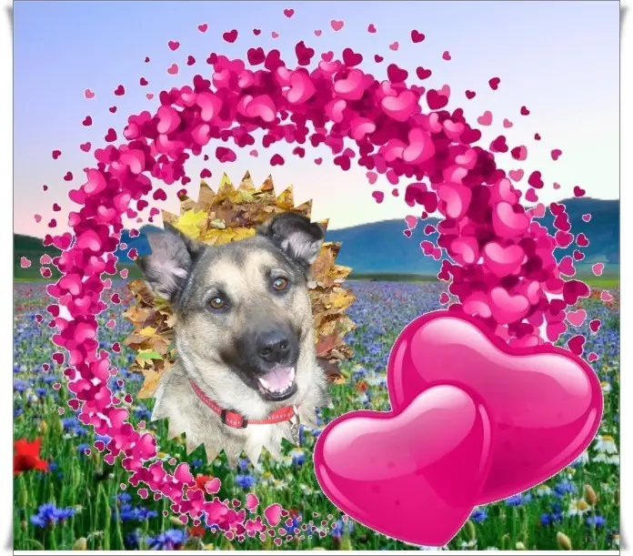 Condolence image of Sonntags❤️Rosen❤️❤️❤️❤️❤️❤️❤️❤️