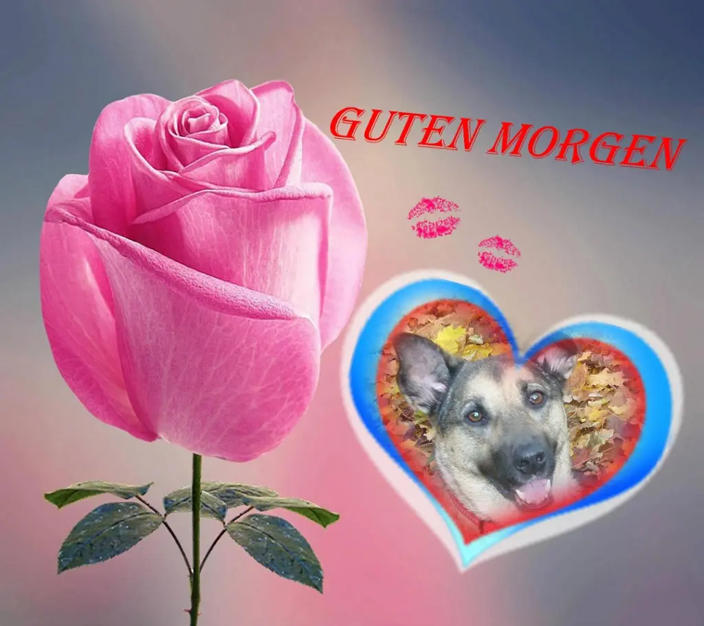 Condolence image of Sonntags❤️Rosen❤️❤️❤️❤️❤️❤️❤️❤️
