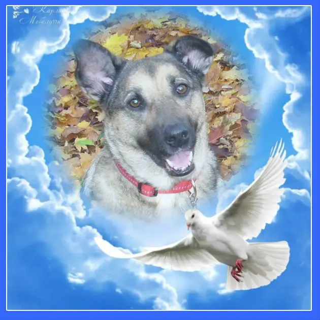 Condolence image of Sonntags❤️Rosen❤️❤️❤️❤️❤️❤️❤️❤️