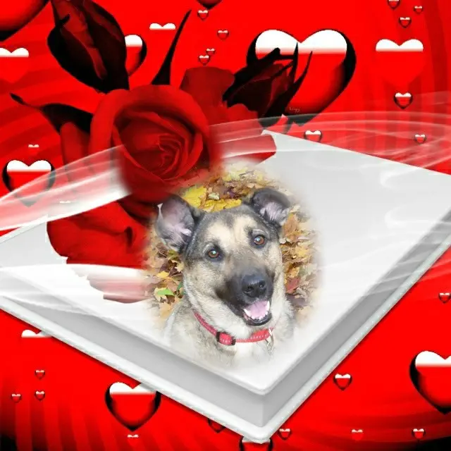 Condolence image of Sonntags❤️Rosen❤️❤️❤️❤️❤️❤️❤️❤️