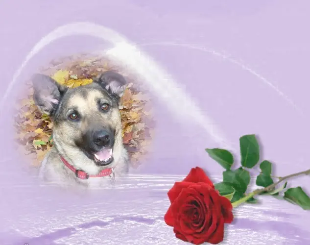 Condolence image of Sonntags❤️Rosen❤️❤️❤️❤️❤️❤️❤️❤️