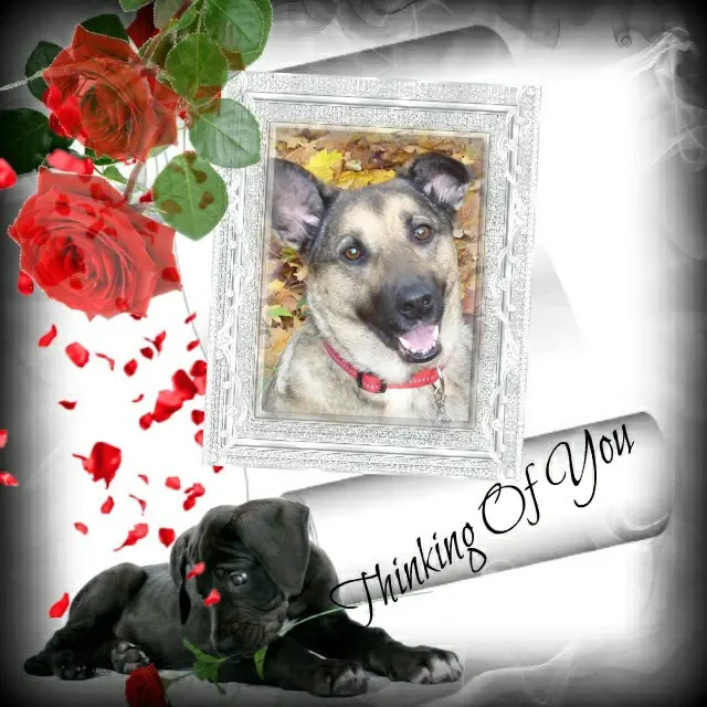 Condolence image of Sonntags❤️Rosen❤️❤️❤️❤️❤️❤️❤️❤️