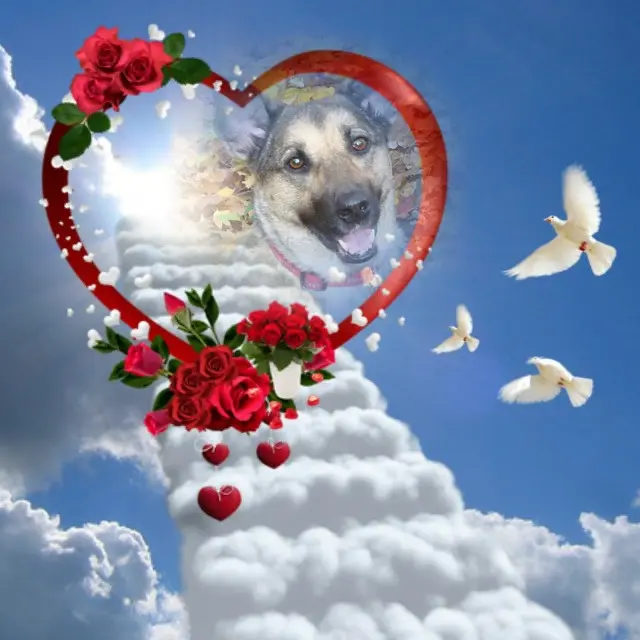 Condolence image of Sonntags❤️Rosen❤️❤️❤️❤️❤️❤️❤️❤️