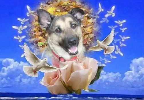 Condolence image of Sonntags❤️Rosen❤️❤️❤️❤️❤️❤️❤️❤️