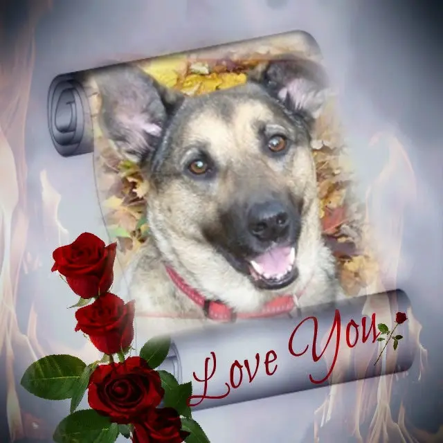 Condolence image of ❤️❤️❤️❤️❤️❤️❤️❤️❤️❤️❤️❤️