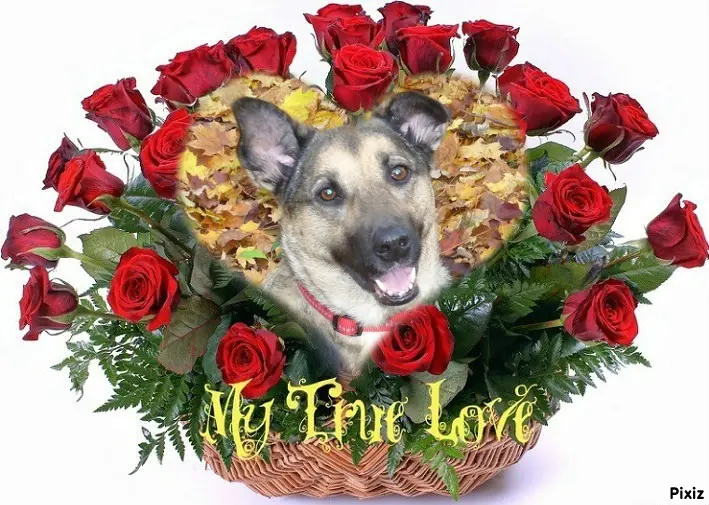 Condolence image of Sonntags❤️Rosen❤️❤️❤️❤️❤️❤️