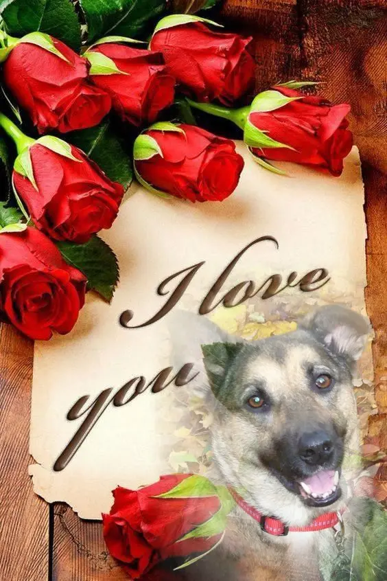 Condolence image of ❤️❤️❤️❤️❤️❤️❤️❤️❤️❤️❤️❤️