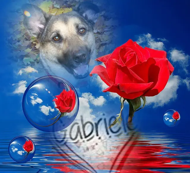 Condolence image of Sonntags❤️Rosen❤️❤️❤️❤️❤️❤️