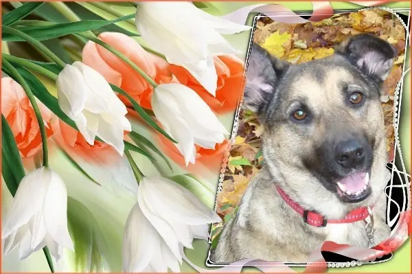 Condolence image of Sonntags❤️Rosen❤️❤️❤️❤️❤️❤️