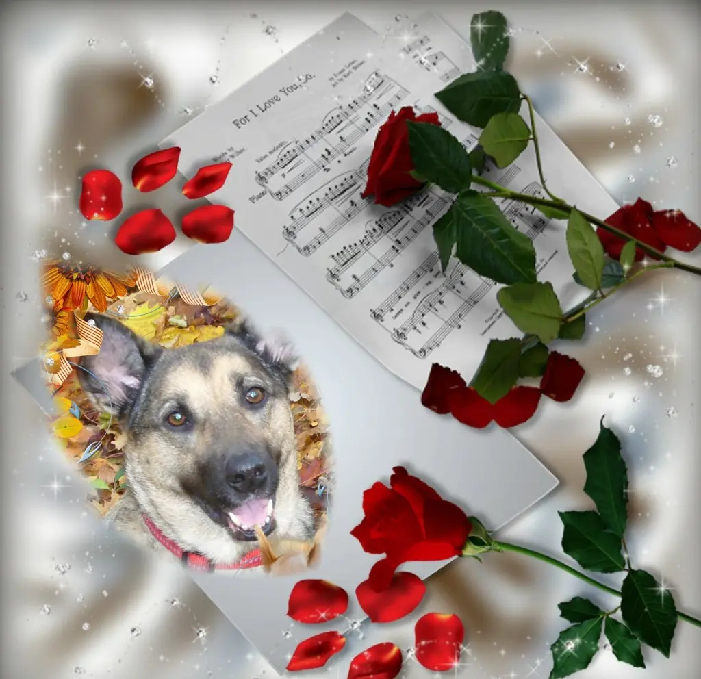 Condolence image of Sonntags❤️Rosen❤️❤️❤️❤️❤️❤️