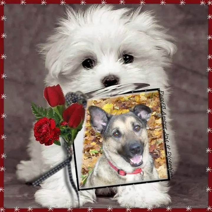 Condolence image of Guten Morgen❤️❤️❤️Mauschen❤️