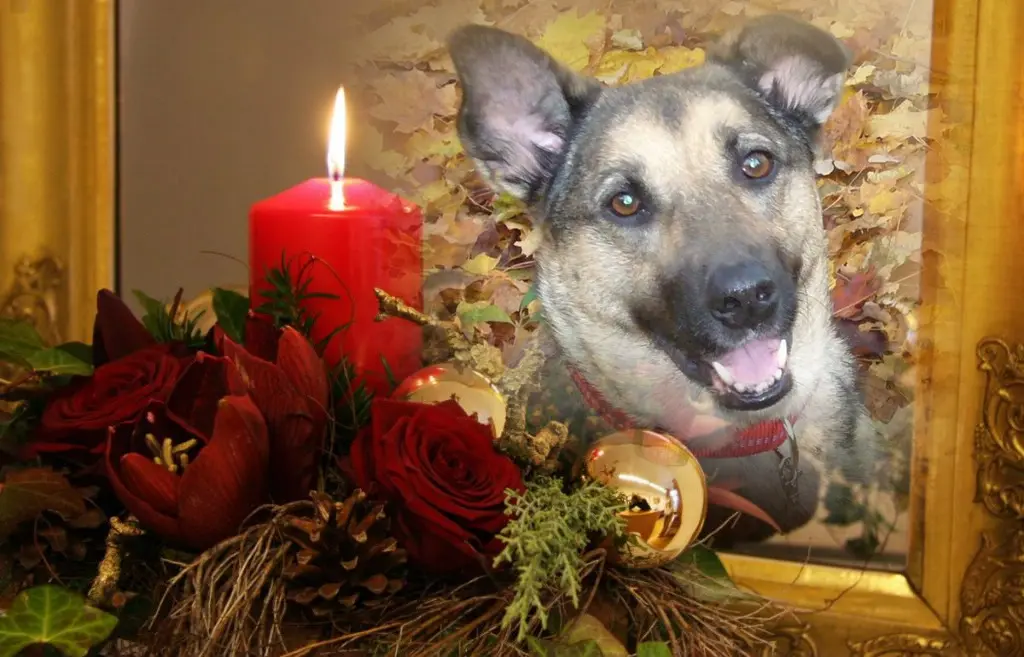 Condolence image of 1.Advent❤Sonntag❤