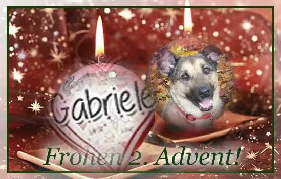 Condolence image of 2.Advent❤❤Rosen❤❤❤❤❤❤❤❤
