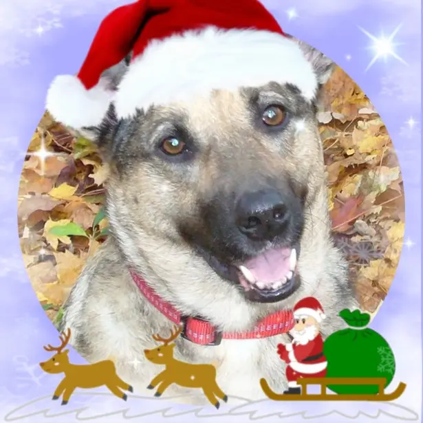 Condolence image of Frohe❤❤❤Weihnachten❤❤❤