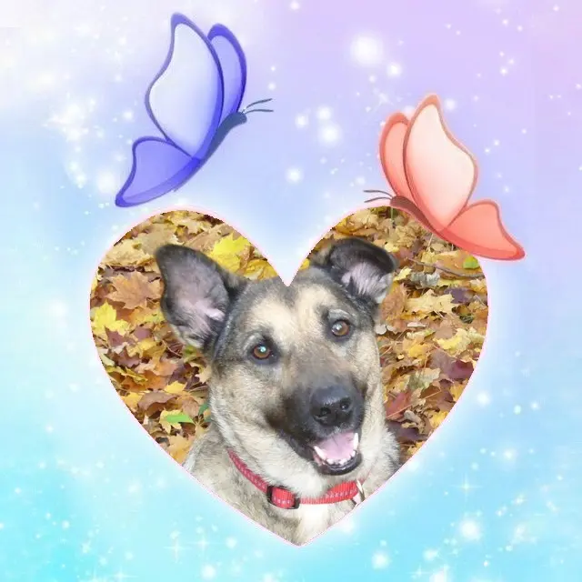 Condolence image of Sonntags❤️Rosen❤️❤️❤️❤️❤️❤️