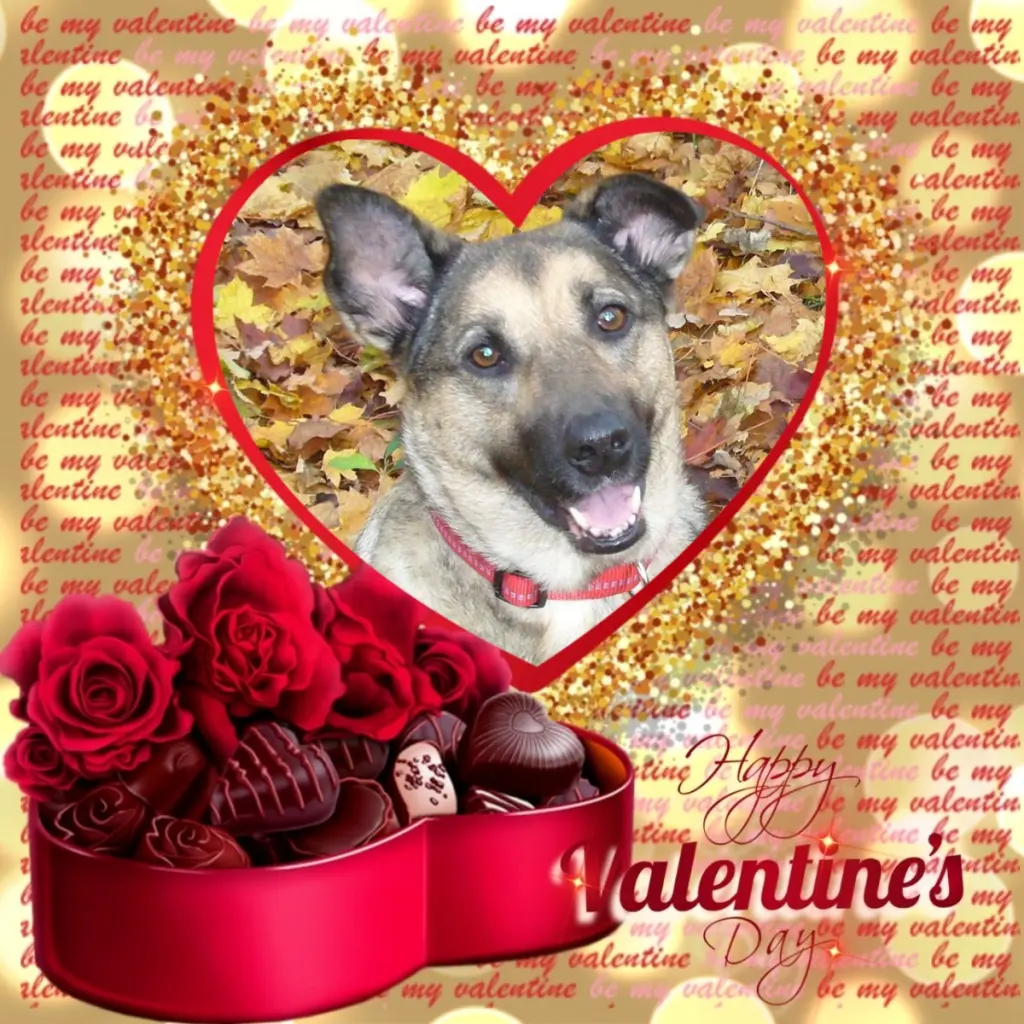 Condolence image of Valentins❤️Rosen❤️❤️❤️❤️❤️❤️❤️❤️