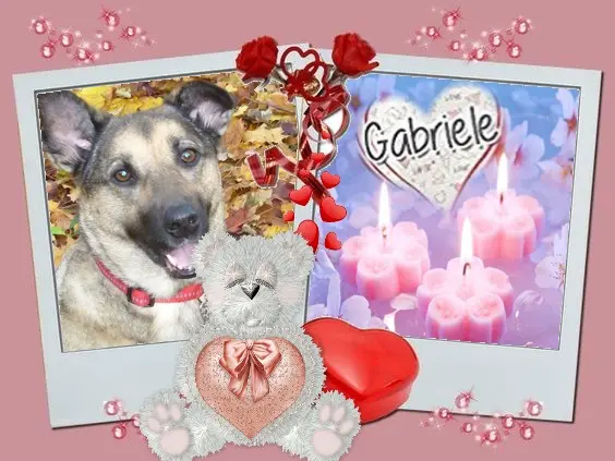 Condolence image of Sonntags❤️Rosen❤️❤️❤️❤️❤️❤️
