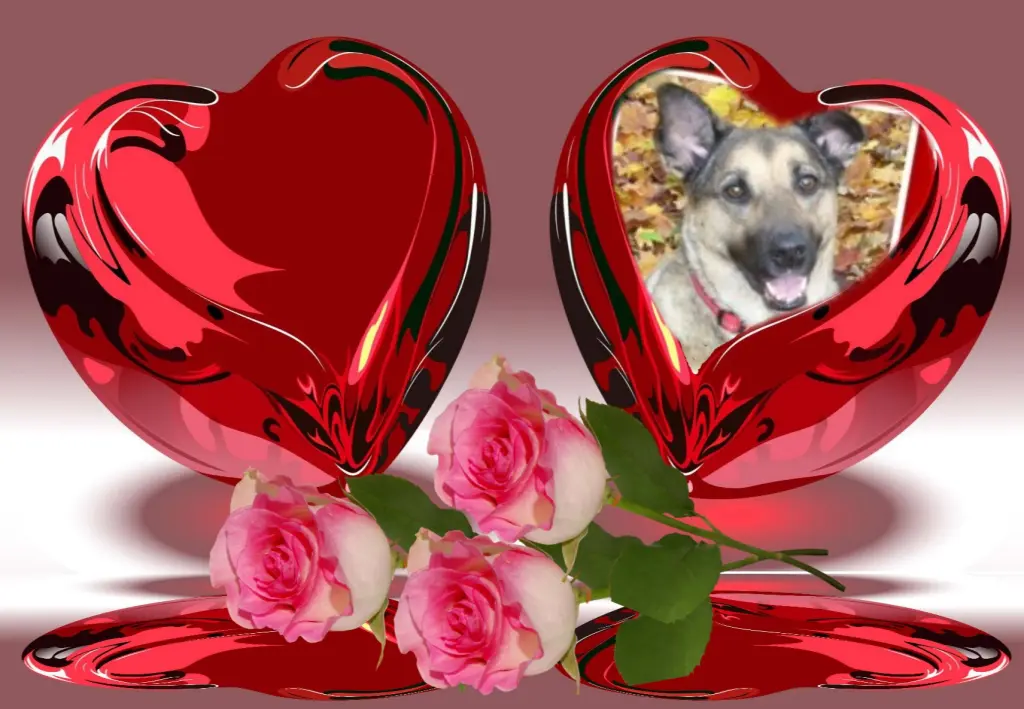 Condolence image of Sonntags❤️Rosen❤️❤️❤️❤️❤️❤️