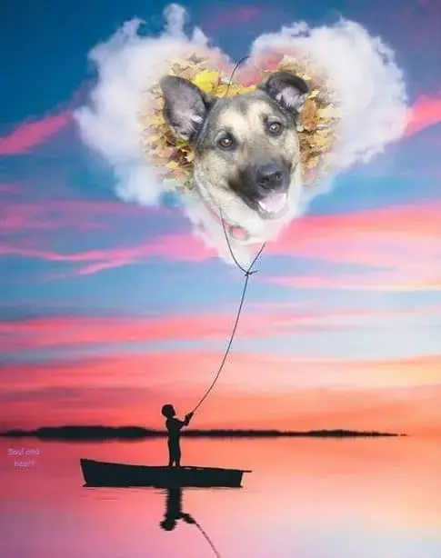 Condolence image of Sonntags❤️Rosen❤️❤️❤️❤️❤️❤️