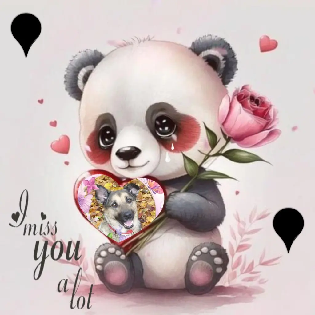 Condolence image of Sonntags❤️Rosen❤️❤️❤️❤️❤️❤️