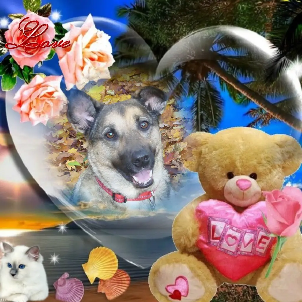 Condolence image of Sonntags❤️Rosenchen❤️❤️❤️❤️❤️❤️