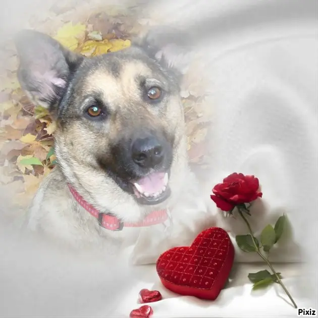 Condolence image of Sonntags❤️Rosen❤️❤️❤️❤️❤️❤️