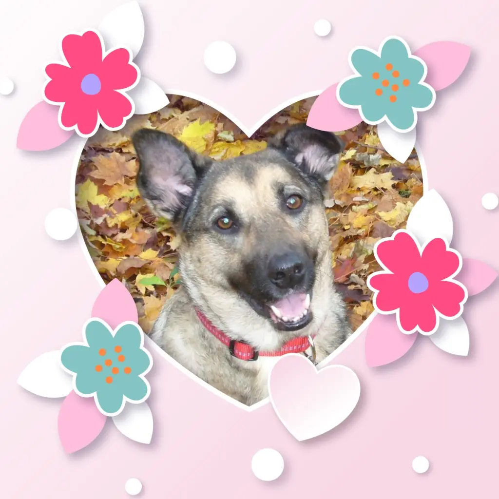 Condolence image of Sonntags❤️Rosen❤️❤️❤️❤️❤️❤️