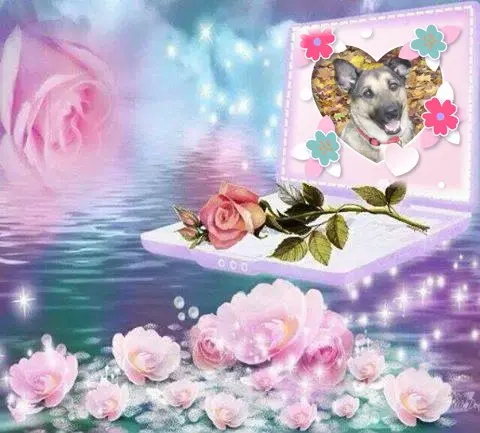 Condolence image of Sonntags❤️Rosen❤️❤️❤️❤️❤️❤️