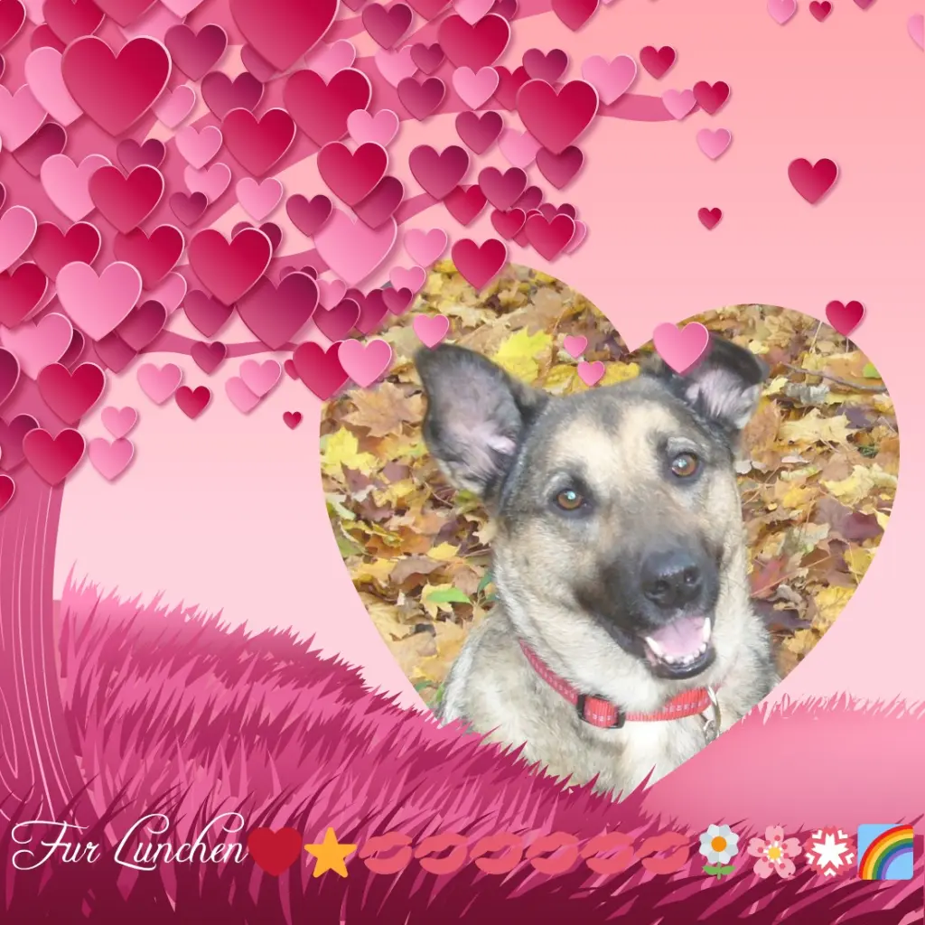 Condolence image of Pfingsten❤️❤️Sonntag❤️Rosen❤️❤️❤️❤️❤️❤️
