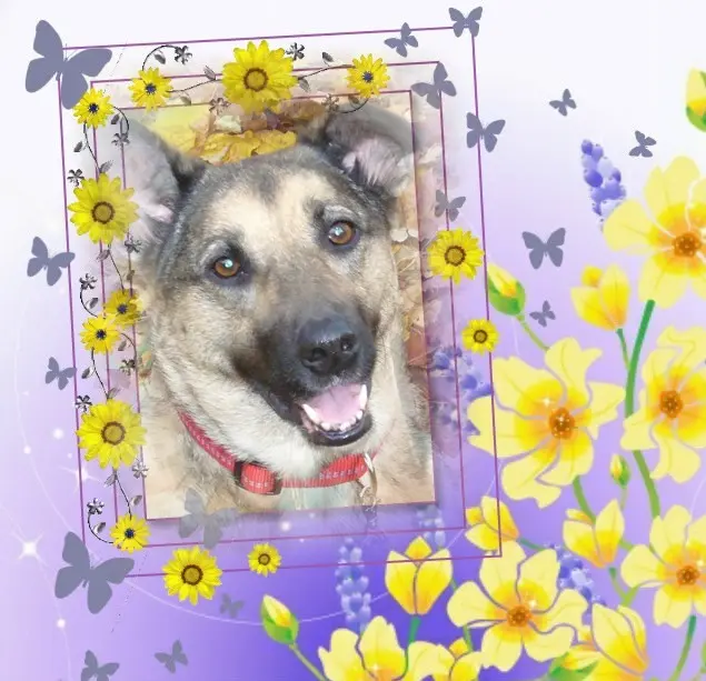 Condolence image of Sonntags❤️Rosenchen❤️❤️❤️❤️❤️❤️