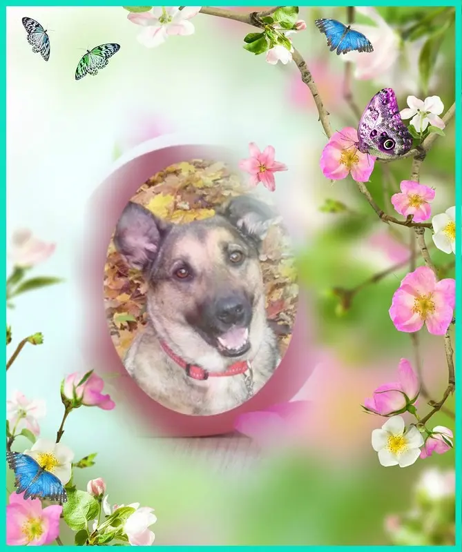 Condolence image of Sonntags❤️Rosenchen❤️❤️❤️❤️❤️❤️