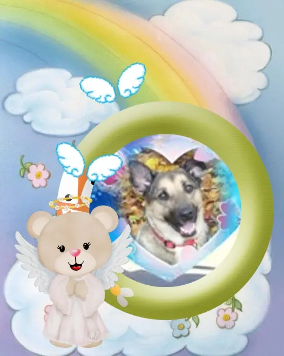 Condolence image of Sonntags❤️Rosenchen❤️❤️❤️❤️❤️❤️