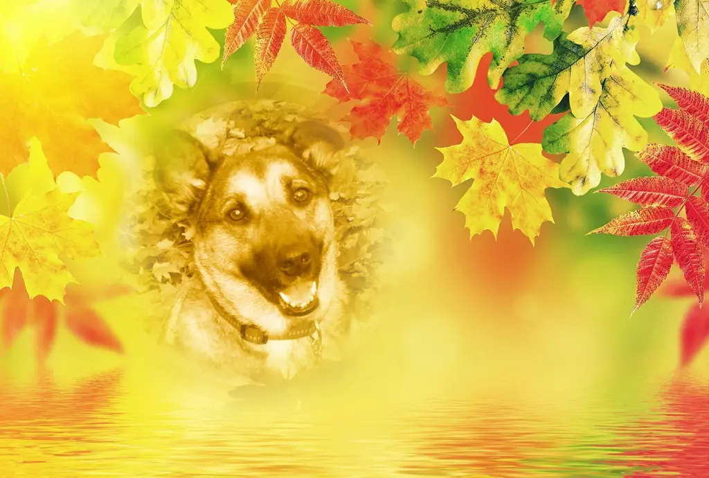 Condolence image of Sonntags❤️Rosenchen❤️❤️❤️❤️❤️❤️