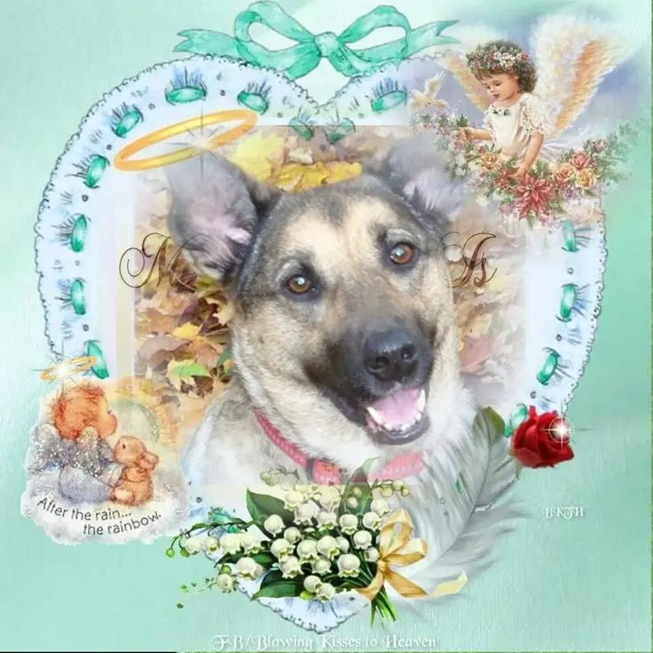 Condolence image of Sonntags❤️Rosenchen❤️❤️❤️❤️❤️❤️