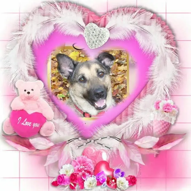 Condolence image of Sonntags❤️Rosen❤️❤️❤️❤️❤️❤️