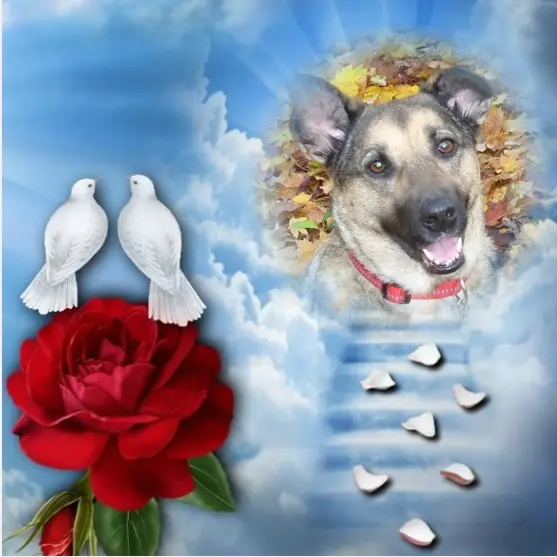 Condolence image of ❤️❤️❤️❤️❤️❤️❤️❤️❤️