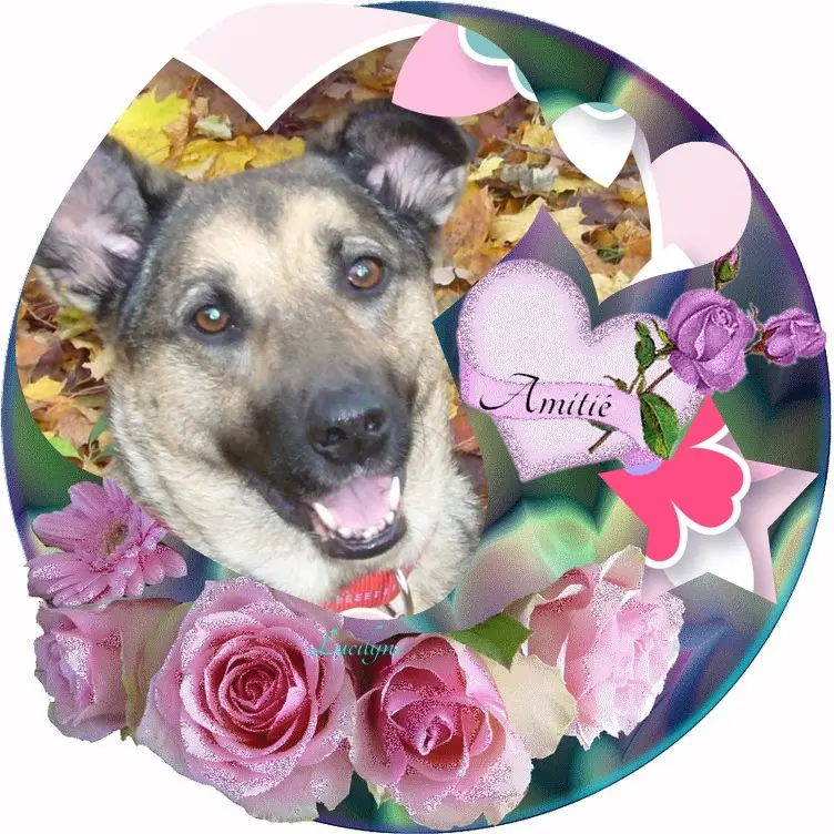 Condolence image of Sonntags❤️Rosen❤️❤️❤️❤️❤️❤️