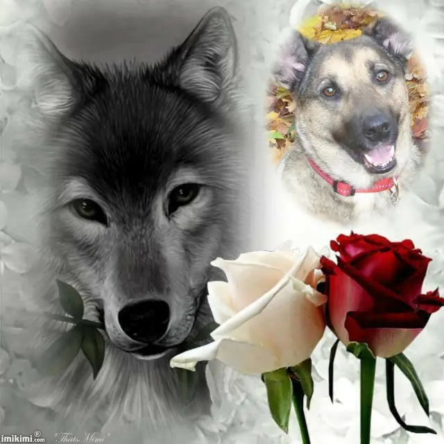 Condolence image of Sonntags❤️Rosen❤️❤️❤️❤️❤️❤️