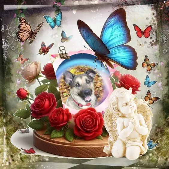Condolence image of Sonntags❤️Rosenchen❤️❤️❤️❤️❤️❤️
