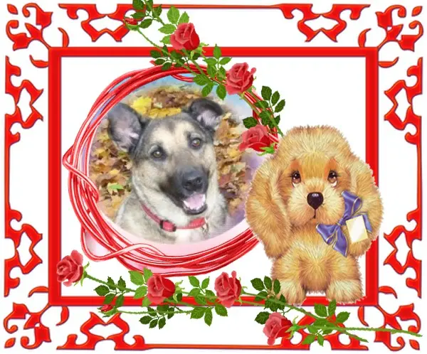 Condolence image of Sonntags❤️Rosenchen❤️❤️❤️❤️❤️❤️