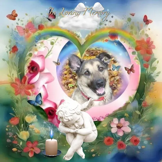 Condolence image of Sonntag❤️Rosenchen❤️❤️❤️❤️❤️❤️