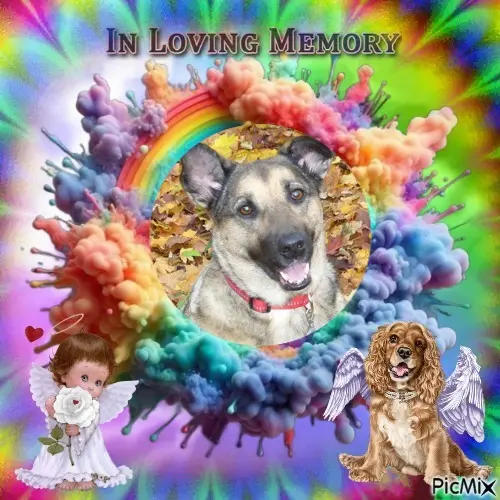 Condolence image of 7. Sternchen⭐️Gedenktag❤️❤️❤️❤️❤️❤️❤️