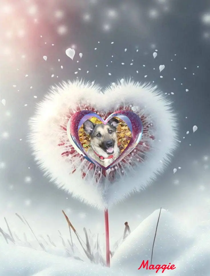 Condolence image of Sonntags❤️Rosen❤️❤️❤️❤️❤️❤️