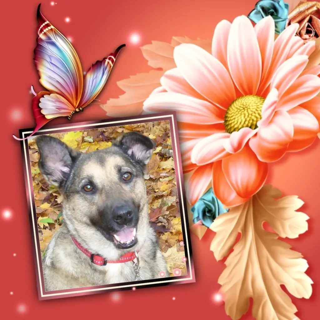 Condolence image of Fur Liebste❤️❤️❤️Lunchen❤️⭐️