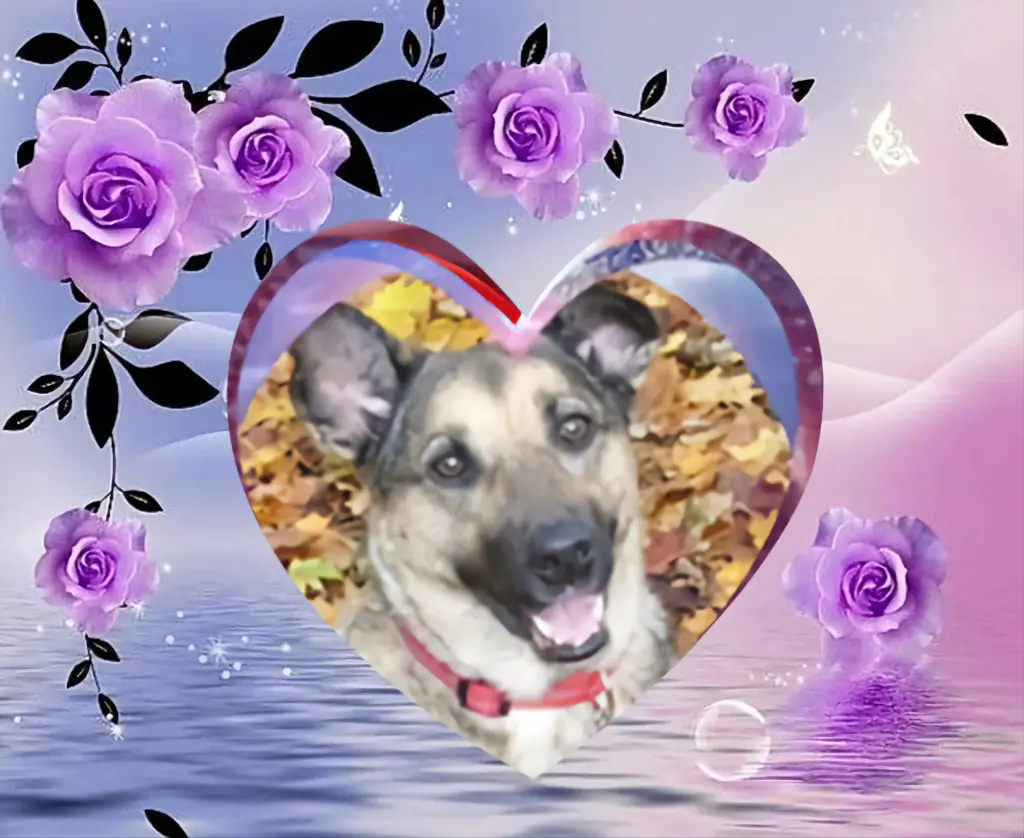Condolence image of Fur Lunchen❤️⭐️🐕💋💋💋💋💋💋