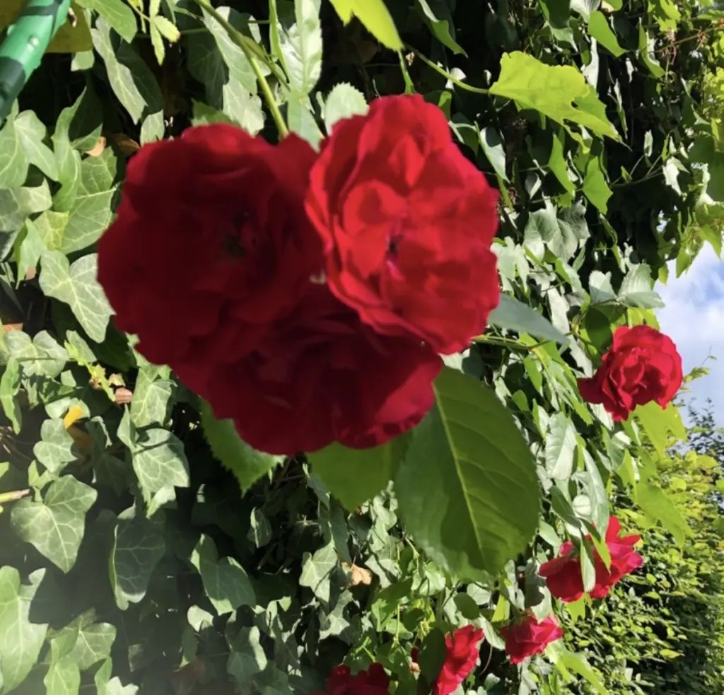 Condolence image of Sternenrosen für Luna zum 8. Gedenktag