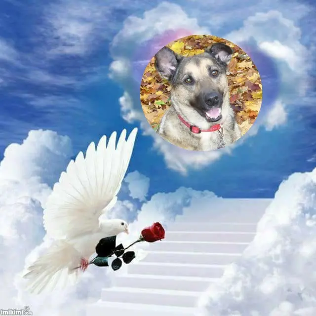 Condolence image of 8.Sternchen⭐️❤️🐕🫶🫶🫶💋💋💋Gedenktag❤️❤️❤️