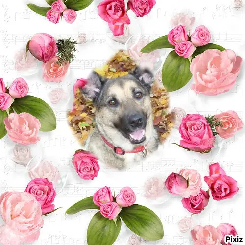 Condolence image of Fur Liebste❤️❤️❤️Lunchen❤️🐕⭐️und Liebste❤️❤️❤️Gabs❤️⭐️