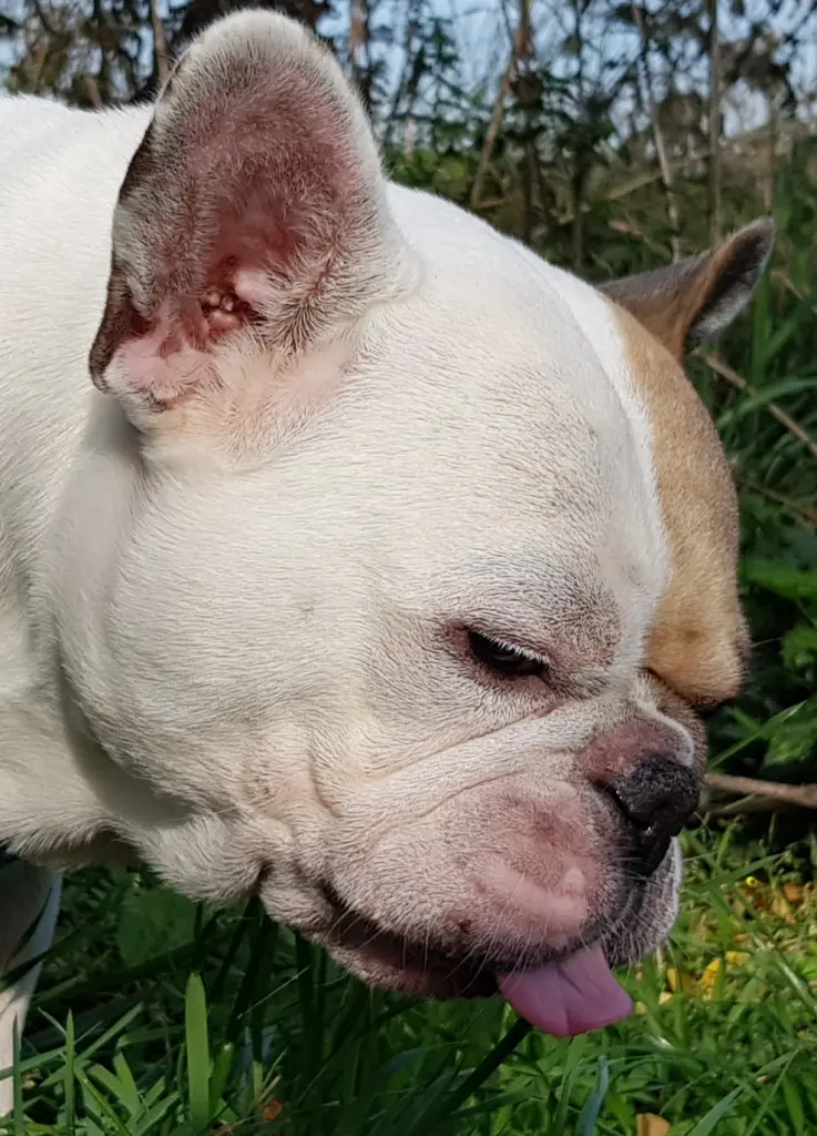 Andachtsbild von Peggy