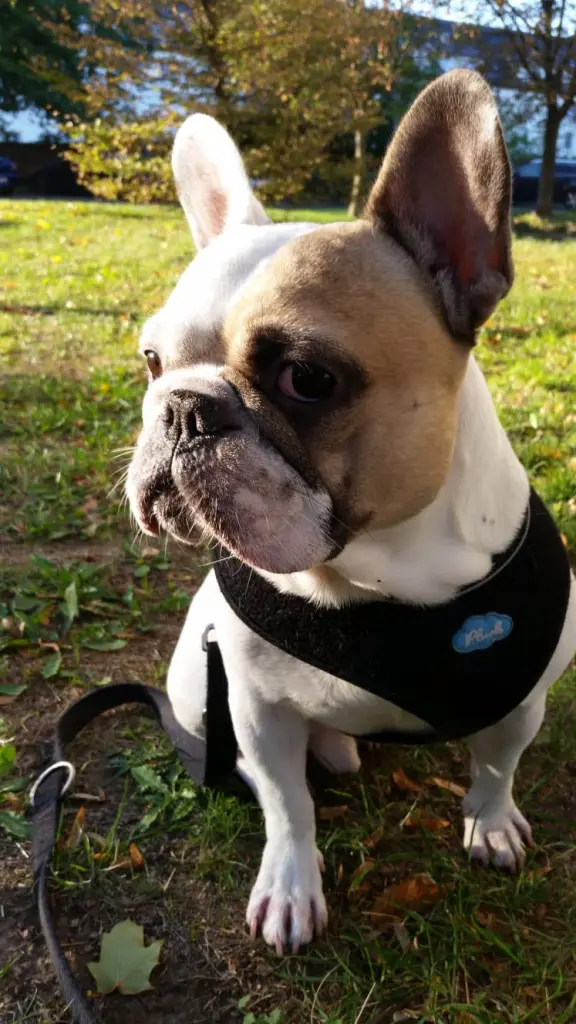 Andachtsbild von Peggy